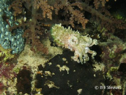 I found this cuttlefish underneath some tree coral while ... by Bill Stewart 